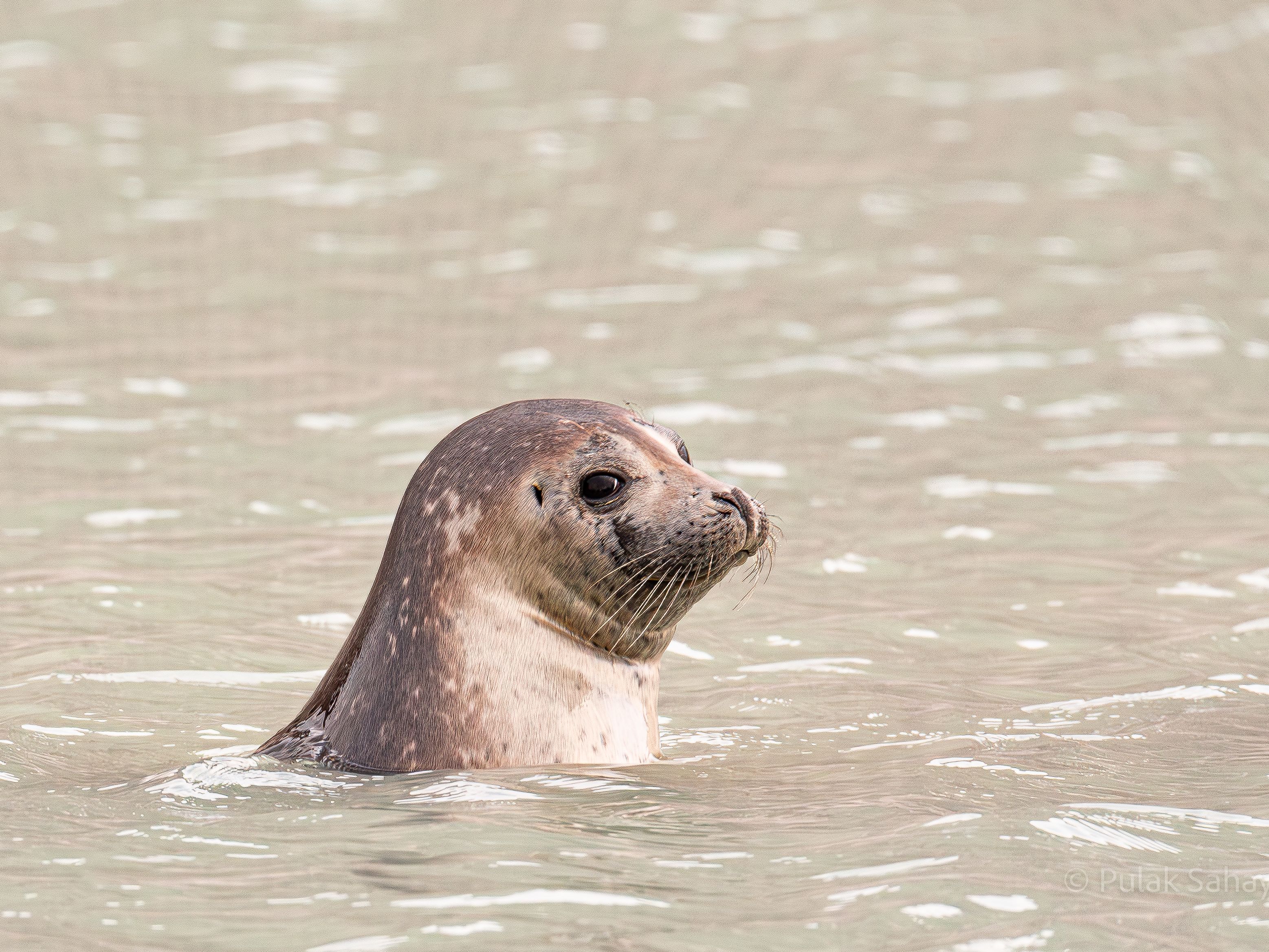 Seal bobbing up